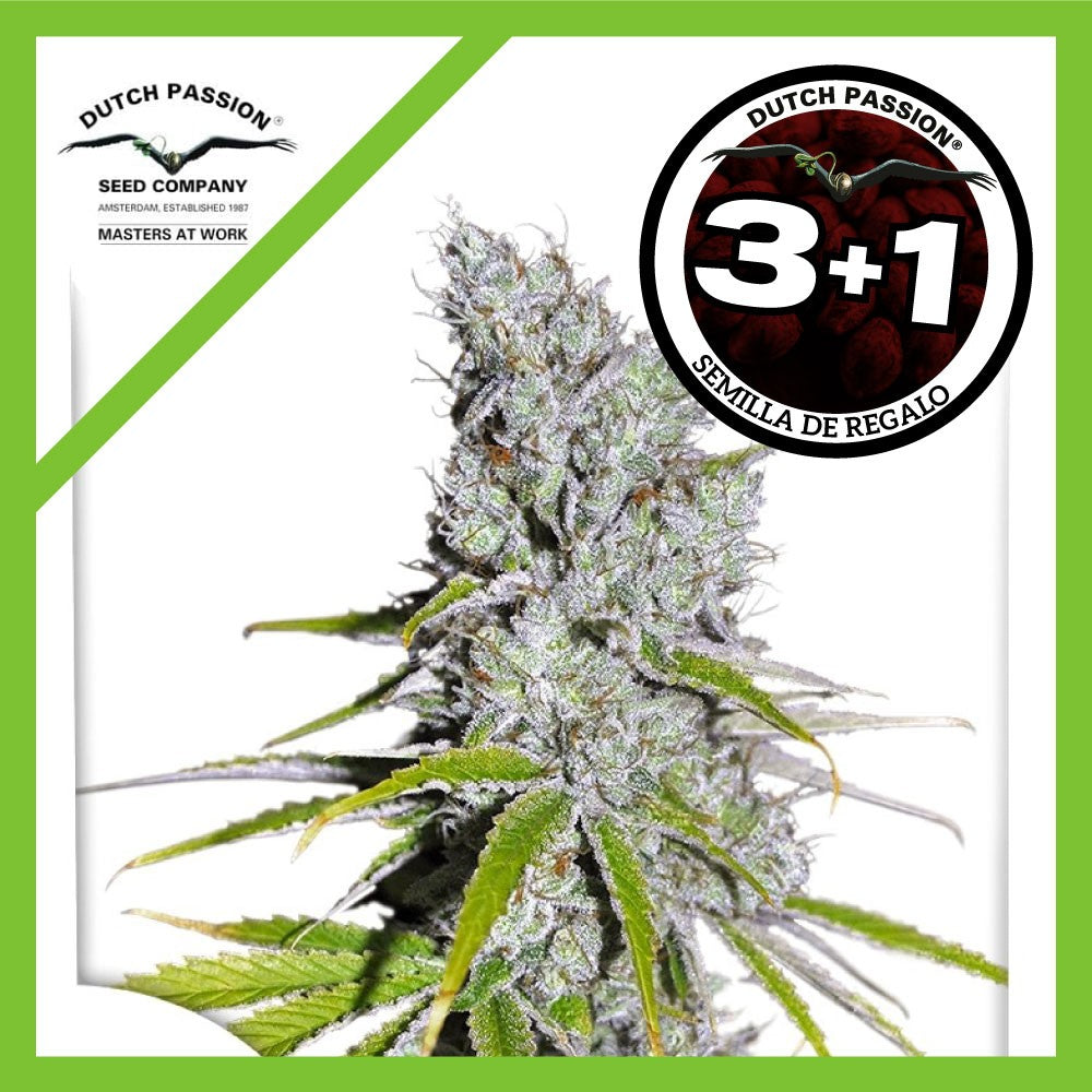 SKUNK HAZE CBD FEM X3+1-DUTCH PASSION