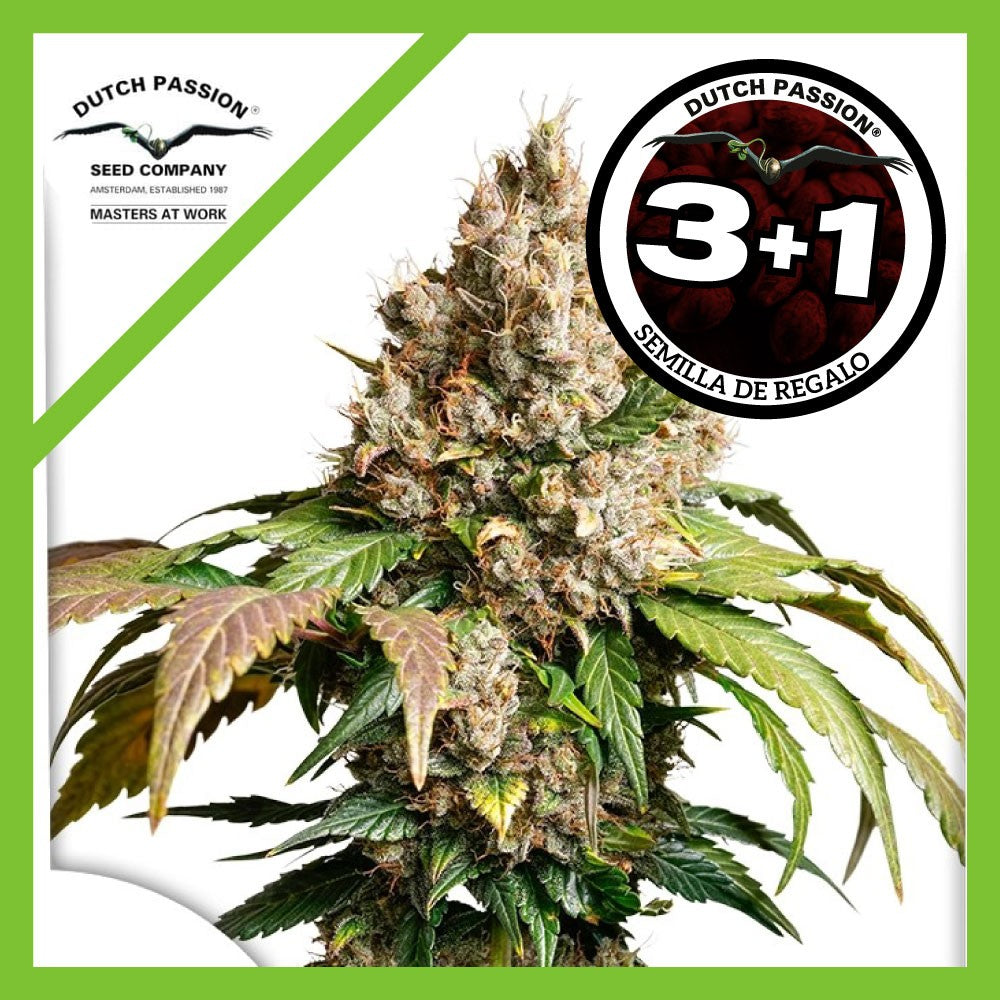 RED TROPICANA COOKIES AUTO X3+1-DUTCH PASSION