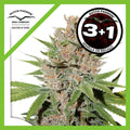 PASSION FRUIT FEM X3+1-DUTCH PASSION