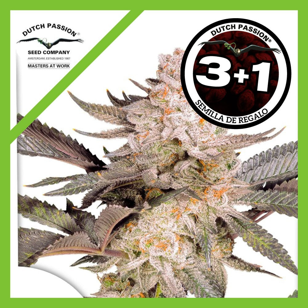 ORANGE BUD FEM 2.0 X3+1-DUTCH PASSION
