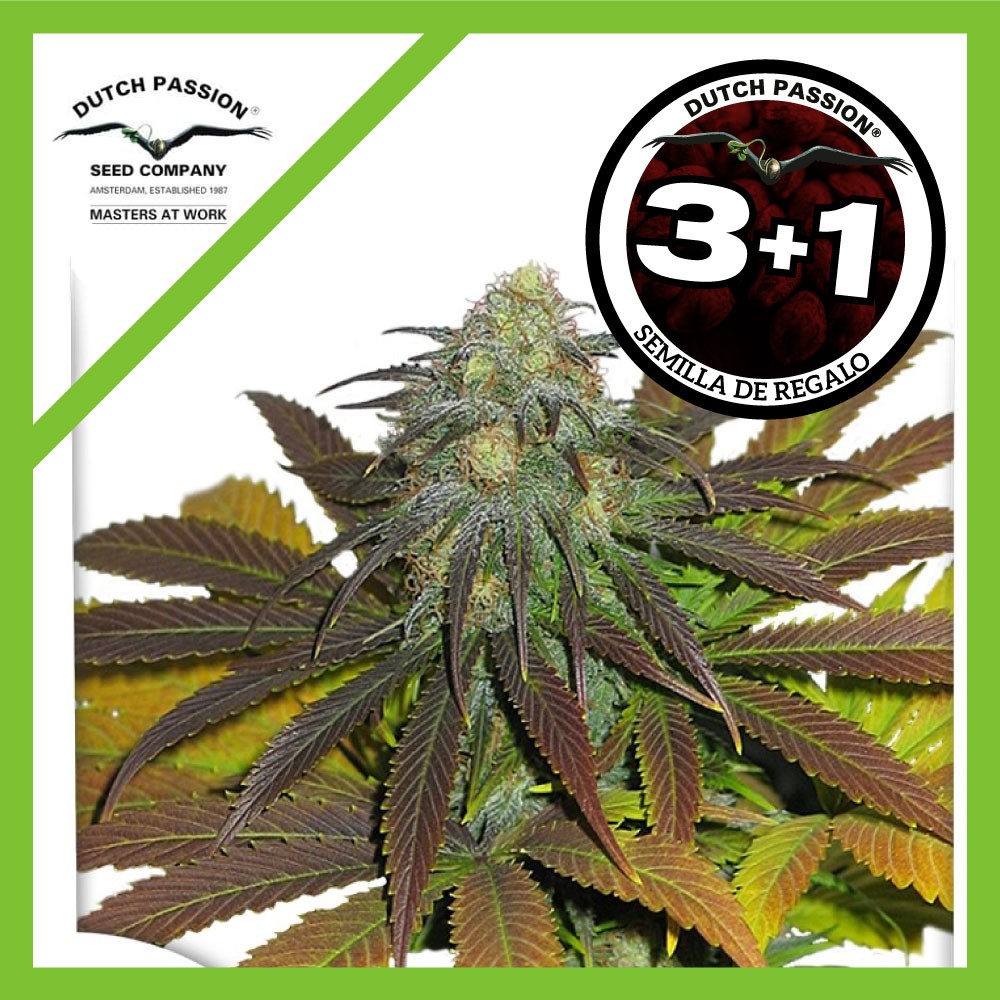 CALIFORNIAN ORANGE FEM X3+1-DUTCH PASSION