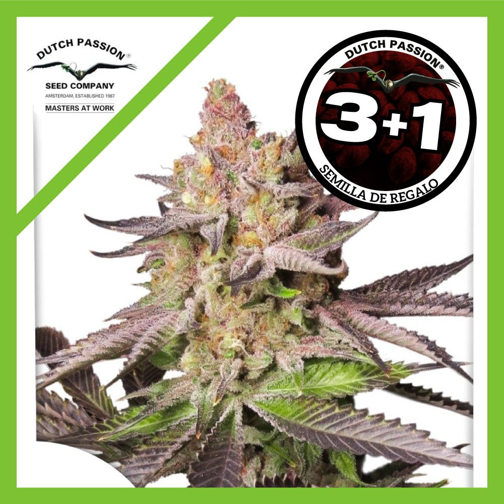 MELONADE RUNTZ FEM X3+1-DUTCH PASSION