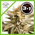 LEMON Z FEM X3+1-DUTCH PASSION