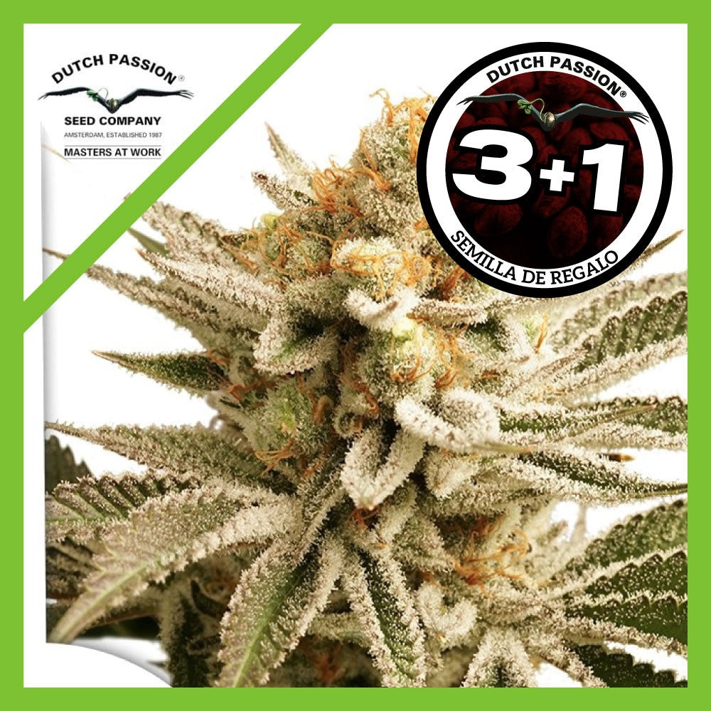LEMON Z FEM X3+1-DUTCH PASSION