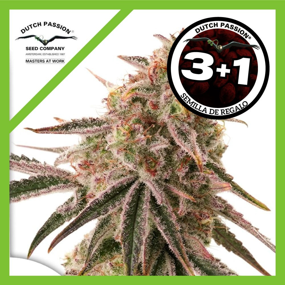 FROZEN BISCOTTI FEM X3+1-DUTCH PASSION