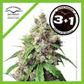EUFORIA AUTO X3+1-DUTCH PASSION