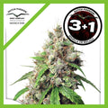 EUFORIA FEM X3+1-DUTCH PASSION