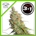 DESFRAN AUTO X3+1-DUTCH PASSION