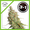 DESFRAN FEM X3+1-DUTCH PASSION