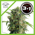 DAIQUIRI LIME AUTO X3+1-DUTCH PASSION