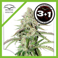 COLORADO COOKIES AUTO X3+1-DUTCH PASSION