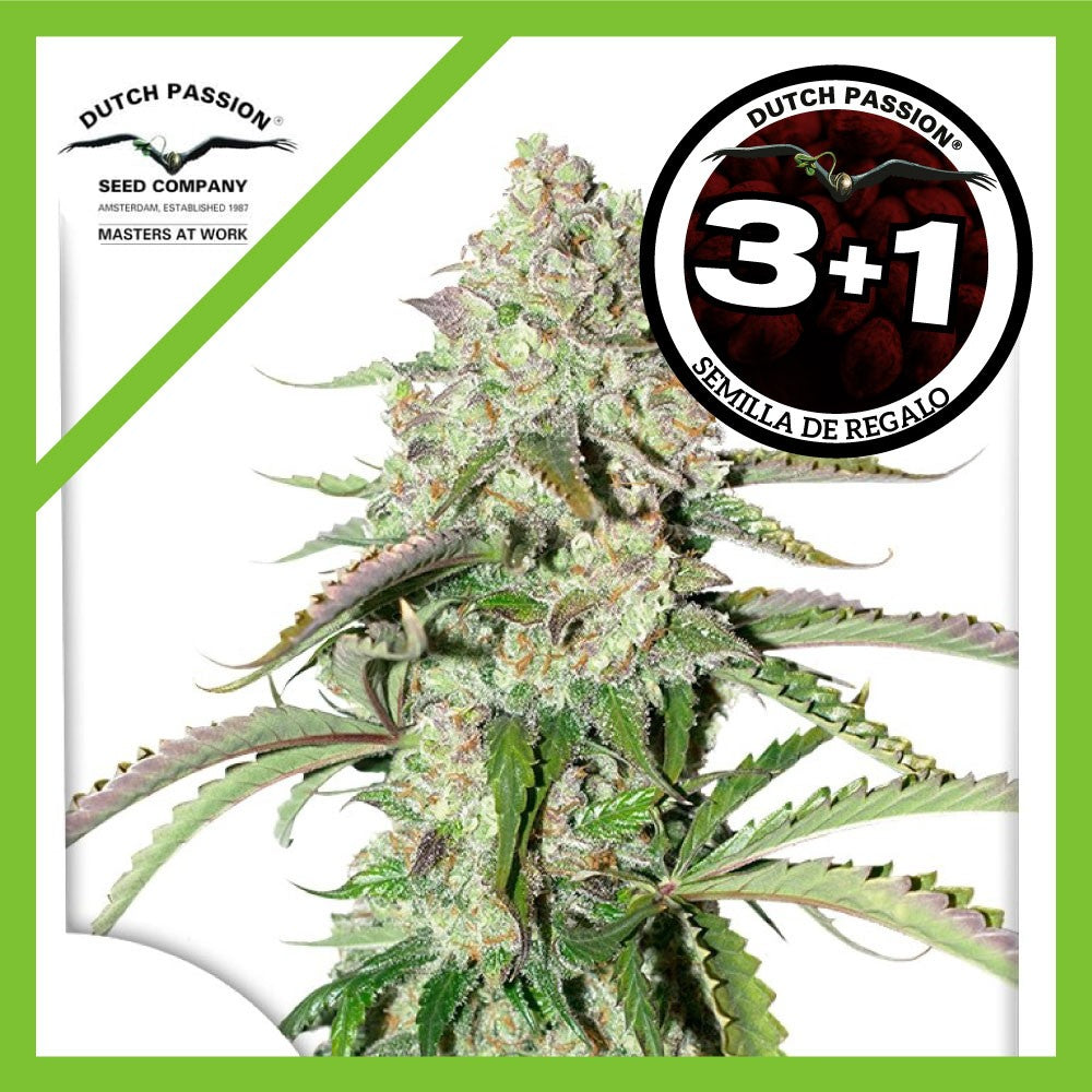 COLORADO COOKIES AUTO X3+1-DUTCH PASSION