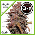 BLACKBERRY KUSH CBD AUTO X3+1-DUTCH PASSION