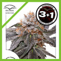 BLUE ZUSHI FEM X3+1-DUTCH PASSION
