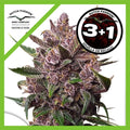 BLACKBERRY KUSH AUTO X3+1-DUTCH PASSION