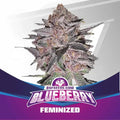 BLUE BERRY FEM X12 - BSF