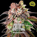 CRITICAL +2 FEM X7 - BSF