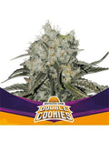 DOUBLE COOKIES SP COOKIES FEM X7 - BSF