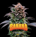 GORILLA BANANA FEM X12-BSF