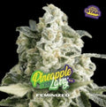 PINEAPPLE LARRY SP OG FEM X7 - BSF