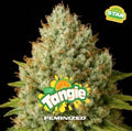 TANGIE FEM X7 - BSF