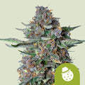 DO-SI-DOS USA PREMIUM AUTO X1- ROYAL QUEEN SEEDS