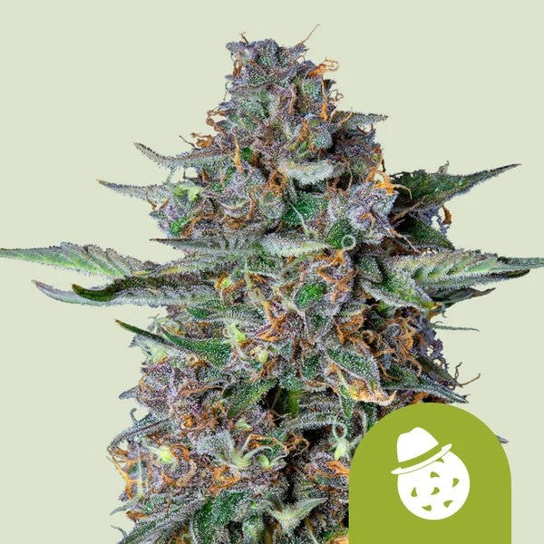 DO-SI-DOS USA PREMIUM AUTO X1- ROYAL QUEEN SEEDS
