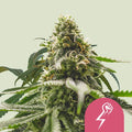 GREEN CRACK PUNCH USA PREMINUM FEM X1 - ROYAL QUEEN SEEDS