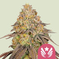 LEGENDARY OG PUNCH USA PREMIUM FEM X1 - ROYAL QUEEN SEEDS