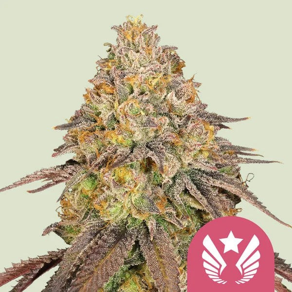 LEGENDARY OG PUNCH USA PREMIUM FEM X1 - ROYAL QUEEN SEEDS
