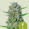 MIMOSA USA PREMIUM AUTO X1 - ROYAL QUEEN SEEDS