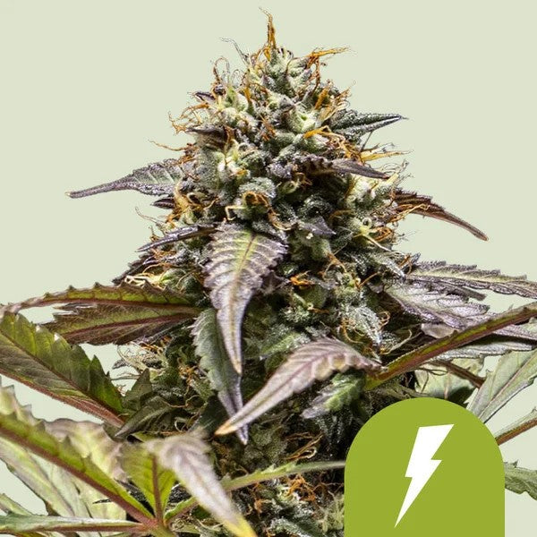 NORTH THUNDERFUCK USA PREMIUM AUTO X1 - ROYAL QUEEN SEEDS