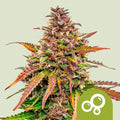 ROYAL BUBBLE KUSH AUTO X3 - ROYAL QUEEN SEEDS