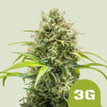 TRIPLE G AUTO X1 - ROYAL QUEEN SEEDS