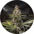 CHOCOLATE SPANISH CANDY FEM X3 - SPANISH PASSION SEEDS
