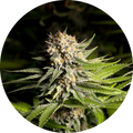GIRL SCOUT COOKIES FEM X3 - SPANISH PASSION SEEDS