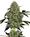 OG KUSH AUTO X3+1 WHITE LABEL BY SENSI SEEDS