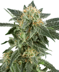 SNOW RYDER AUTO X3+1 - WHITE LABEL BY SENSI SEEDS