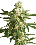 WHITE DIESEL HAZE AUTO X3+1 - WHITE LABEL BY SENSI SEEDS