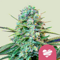 WEDDING CRASHER USA PREMIUM FEM X1-ROYAL QUEEN