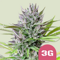 TRIPLE G USA PREMIUM FEM X1-ROYAL QUEEN