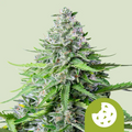 ROYAL COOKIES AUTO X3-ROYAL QUEEN SEEDS