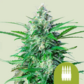 ROYAL AK AUTO X1-ROYAL QUEEN SEEDS