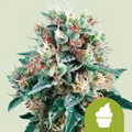 ROYAL CREAMATIC AUTO X1-ROYAL QUEEN