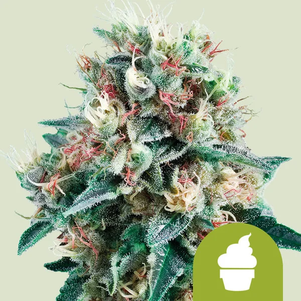 ROYAL CREAMATIC AUTO X1-ROYAL QUEEN