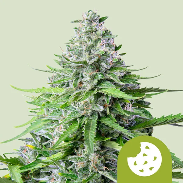 ROYAL COOKIES AUTO X10-ROYAL QUEEN SEEDS