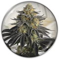 SANATIVA CBD AUTO X3-MEDICAL SEEDS
