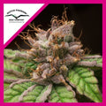 BLUEBERRY FEM X3-DUTCH PASSION