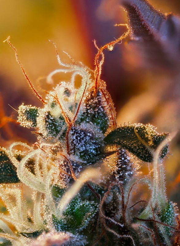 CREAM MANDARINE XL AUTO X100-SWEET SEEDS - imagen 2