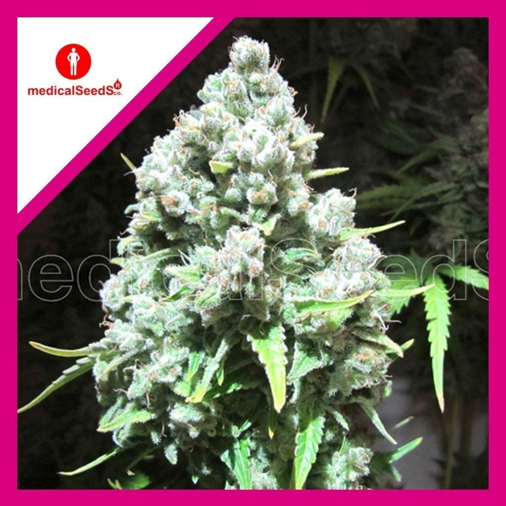 MALAKOFF FEM X3+2-MEDICAL SEEDS - imagen 2